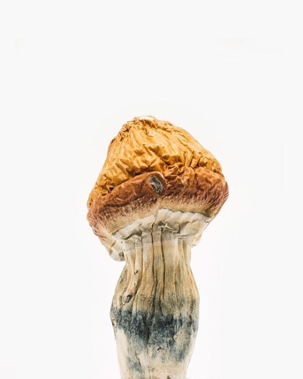 Magic Mushroom Dispensary Near Me