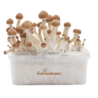 Mushrooms grow kit For Sale