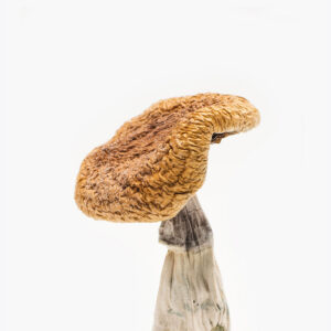 Golden Teacher Mushroom For Sale