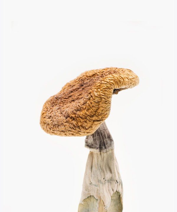 Golden Teacher Mushroom For Sale