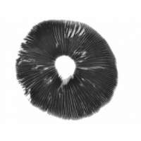 Magic Mushroom Spore Print